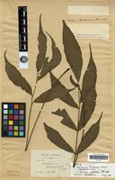 Type of Meniscium liukiuense H. Christ [family PTERIDOPHYTA]