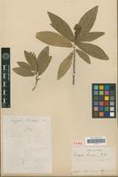 Type of Acalypha riedeliana Baill. [family EUPHORBIACEAE]