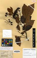 Isotype of Guioa capillacea A.C.Smith [family SAPINDACEAE]