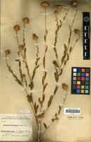 Syntype of Centaurea kermanensis Bornm. [family ASTERACEAE]