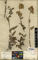 Isotype of Phacelia circinata Jacq. var. acutiloba A.DC. [family HYDROPHYLLACEAE]