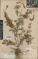 Isotype of Verbena tenuisecta Briq. [family VERBENACEAE]