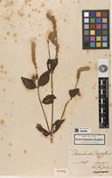 Holotype of Desmochaeta densiflora Kunth [family AMARANTHACEAE]