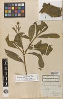Filed as Solanum radula Vahl [family SOLANACEAE]