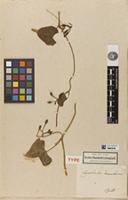 Holotype of Convolvulus dumetorum Kunth [family CONVOLVULACEAE]