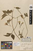 Holotype of Convolvulus riparius Kunth [family CONVOLVULACEAE]