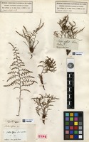 Type? of statice diffusa Pourr. [family PLUMBAGINACEAE]
