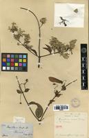 Isotype of Banisteria caapi Spruce ex Griseb. [family MALPIGHIACEAE]