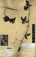 Type of Coprosma fauriei H.Lév. [family RUBIACEAE]