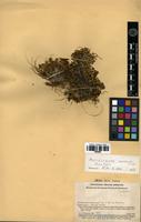 Paratype of Ascidiogyne wurdackii Cuatrec. [family ASTERACEAE]
