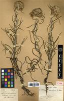 Type of Gnaphalium sepositum Benoist [family ASTERACEAE]