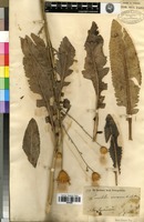 Syntype of Serratula coriacea Fisch. & C.A.Mey. ex DC. [family ASTERACEAE]