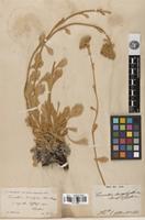 Type of Pyrethrum leucophyllum Boiss. & Hausskn. [family ASTERACEAE]