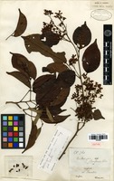Isotype of Dalbergia championii Thwaites [family FABACEAE]