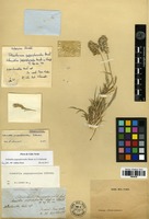Type of Schmidtia pappophoroides Steud. ex J.A. Schmidt [family POACEAE]