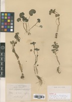 Syntype of Chrysosplenium alternifolium L. var. papillosum Franch. & Sav. [family SAXIFRAGACEAE]