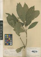 Isotype of Polyosma cyanea Elmer [family ESCALLONIACEAE]