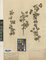 Filed as Ribes giraldii Jancz. [family GROSSULARIACEAE]