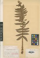 Isotype of Polystichum pseudomakinoi Tagawa var. ambiguum Tagawa [family PTERIDOPHYTA]
