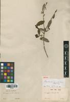 Isotype of Sebastiania serrata (Baill. ex Müll.Arg.) Müll.Arg. [family EUPHORBIACEAE]