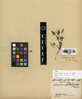 Type of Heteranthera spicata C.Presl [family PONTEDERIACEAE]