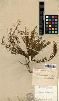 Isotype of Polygala cneorum A.St.-Hil. [family POLYGALACEAE]
