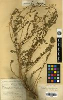Filed as Haplophyllum tuberculatum (Forssk.) A.Juss. [family RUTACEAE]