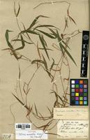 Isotype of Microstegium monanthum (Nees ex Steud.) A. Camus [family POACEAE]