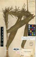 Isotype of Panicum secundum Trin. [family POACEAE]