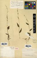 Type of Panicum hamatum Desv. [family POACEAE]