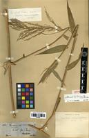 Isotype of Panicum hylaeicum Mez [family POACEAE]
