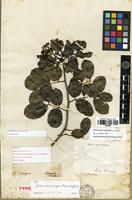 Holotype of Fagara domingensis Krug & Urb. [family RUTACEAE]