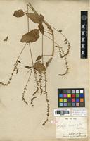 Type of Lagrezia suessenguthii Cavaco [family AMARANTHACEAE]
