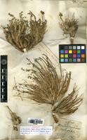 Syntype of Ferulopsis hystrix (Bunge) Pimenov [family APIACEAE]