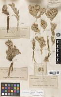 Isotype of Cousinia lepida Bunge [family ASTERACEAE]