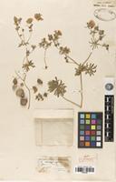 Isolectotype of Geranium tuberosum L. var. charlesii Aitch. & Hemsl. [family GERANIACEAE]