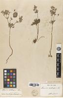 Syntype of Geranium tuberosum L. var. genuinum Boiss. [family GERANIACEAE]