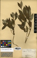 Type of Faramea gagnepainiana Glaz. [family RUBIACEAE]
