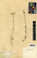 Syntype of Antennaria triplinervis Sims var. cuneifolia DC. [family ASTERACEAE]