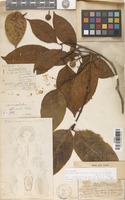 Syntype of Nauclea officinalis (Pierre ex Pit.) Merr. & Chun [family RUBIACEAE]