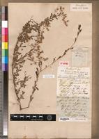 Holotype of Vernonia cinerascens Sch.Bip. [family ASTERACEAE]