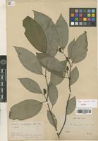 Syntype of Piper bavinum C. DC. [family PIPERACEAE]
