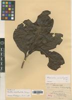 Isotype of Janotia macrostipula (Capuron) Leroy [family RUBIACEAE]