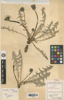 Type of Taraxacum retzii Soest [family ASTERACEAE]