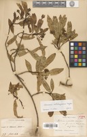Syntype of Photinia undulata (Decne.) Cardot var. formosana Cardot [family ROSACEAE]