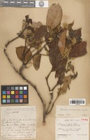 Holotype of Photinia pirocarpa J.E.Vidal [family ROSACEAE]
