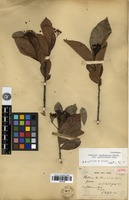 Type of Photinia benthamiana Hance var. glabrescens Cardot [family ROSACEAE]