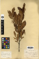 Type? of Photinia benthamiana Hance var. glabrescens Cardot [family ROSACEAE]