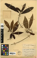 Syntype of Photinia lancilimba J.E.Vidal var. turbinata J.E.Vidal [family ROSACEAE]