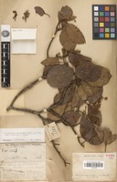 Holotype of Eriobotrya prinoides Rehder & E.H.Wilson var. laotica J.E.Vidal [family ROSACEAE]